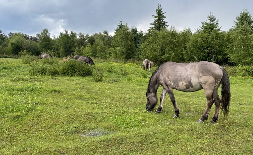 Цього року в Яворівському парку народилось троє лошат – нащадків диких коней-тарпанів. Мандруємо до них!